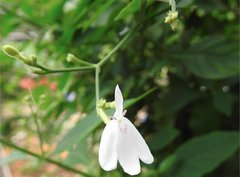 Rhinacanthus nasutus