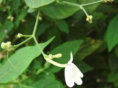 Rhinacanthus nasutus