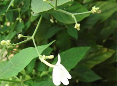 Rhinacanthus nasutus