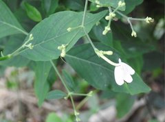 Rhinacanthus nasutus