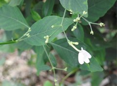 Rhinacanthus nasutus