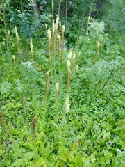 Pedicularis incarnata