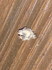 Margarodidae