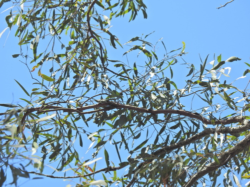 Image of Eucalyptus exserta by (c) Scott W. Gavins, some rights reserved (CC BY)