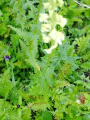 Pedicularis incarnata