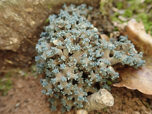Phaeoclavulina cyanocephala