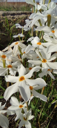 Image of Narcissus deficiens by (c) Santiago Martín-Bravo, some rights reserved (CC BY)
