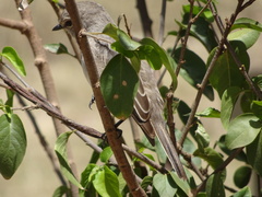 Bradornis microrhynchus