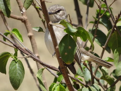Bradornis microrhynchus