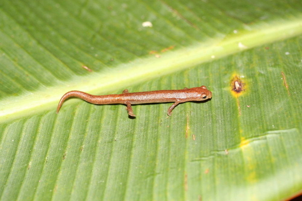 Chinateca Salamander