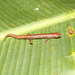 Chinanteca Salamander - Photo (c) 2012 Sean Michael Rovito, some rights reserved (CC BY-NC-SA)