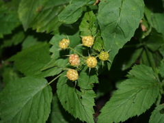 Rubus pubescens