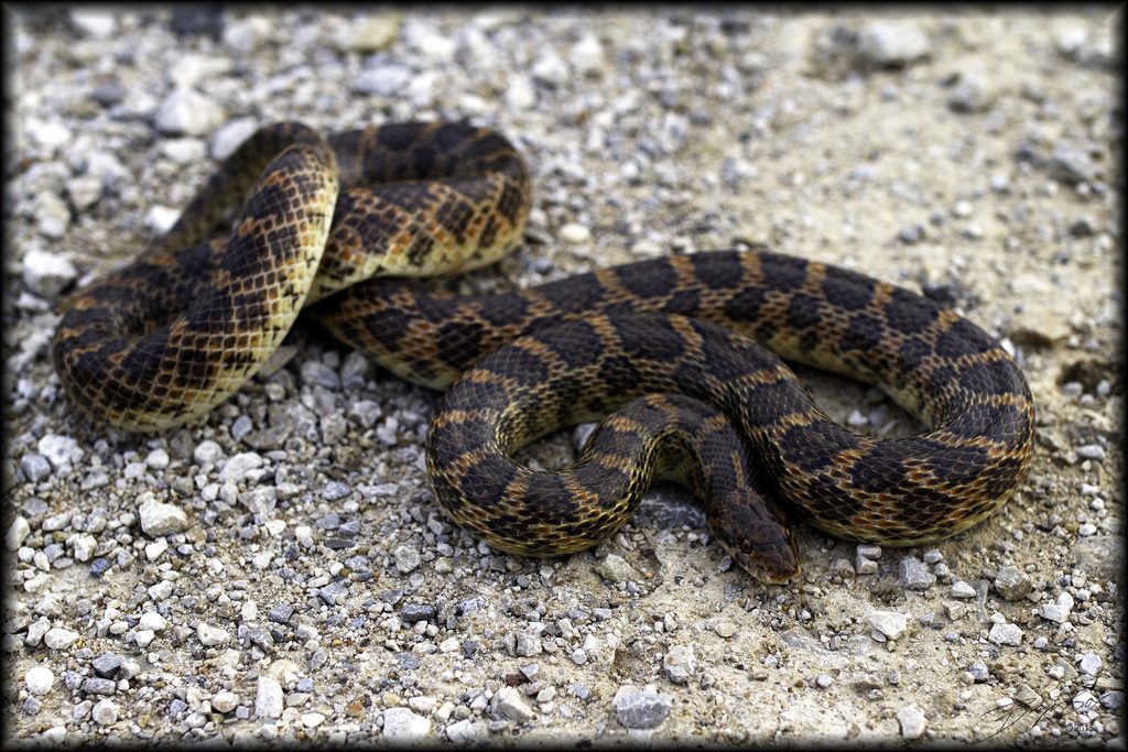 Kansas Glossy Snake (Snakes Of The Texas And Oklahoma Panhandles And ...