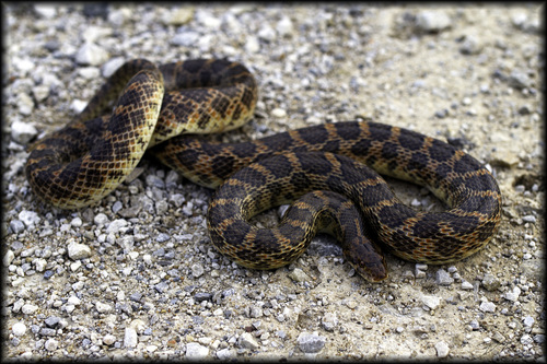 Kansas Glossy Snake (Snakes of the Texas and Oklahoma Panhandles and ...