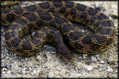 Kansas Glossy Snake (Snakes of the Texas and Oklahoma Panhandles and ...