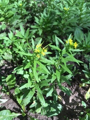 Erysimum cheiranthoides