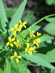 Erysimum cheiranthoides