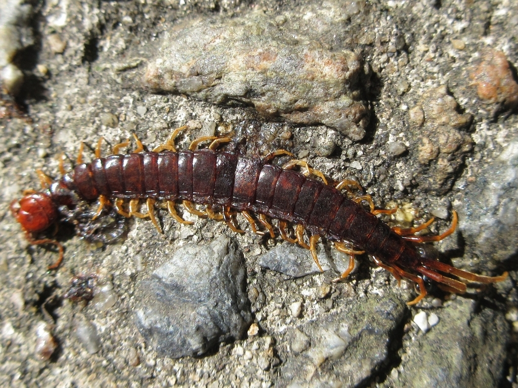 Scolopocryptops capillipedatus
