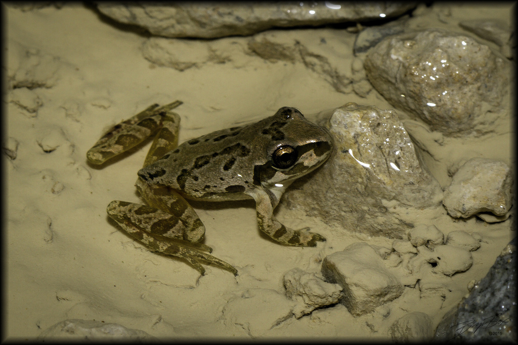 Strecker's Chorus Frog in May 2015 by Bryan Box · iNaturalist