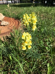Linaria vulgaris