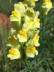 Linaria vulgaris