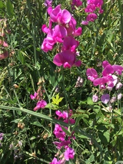 Lathyrus