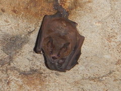 Chestnut Short-Tailed Bat photo 5