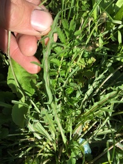 Scorzoneroides autumnalis