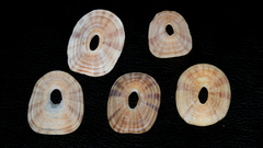 Amblychilepas javanicensis