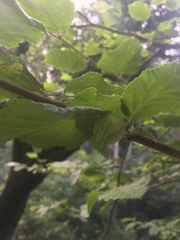 Corylus cornuta