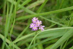Primula longiscapa