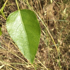 Populus × acuminata