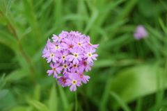 Primula longiscapa