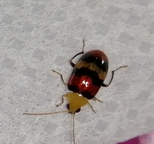 Monolepta orientalis · iNaturalist