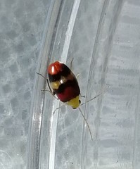 Monolepta orientalis