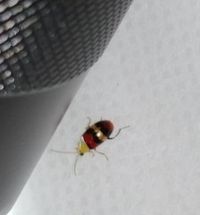 Monolepta orientalis