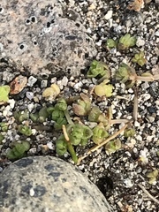 Crassula mataikona