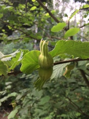 Corylus cornuta