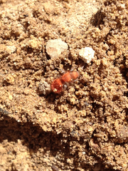 Sphaeropthalma unicolor