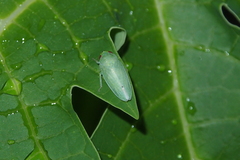 Krisnini