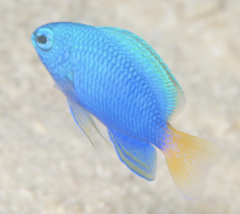 Similar Damsel photo 2