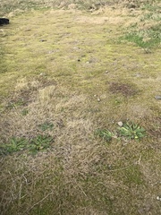 Zoysia minima