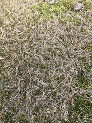 Zoysia minima