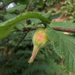 Corylus cornuta