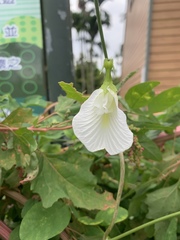 Clitoria ternatea albiflora