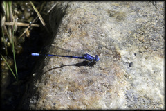 Argia agrioides