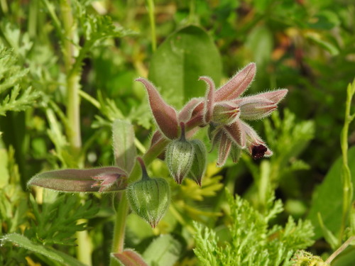 Image of Nonea vesicaria by (c) Duarte Frade, some rights reserved (CC BY)