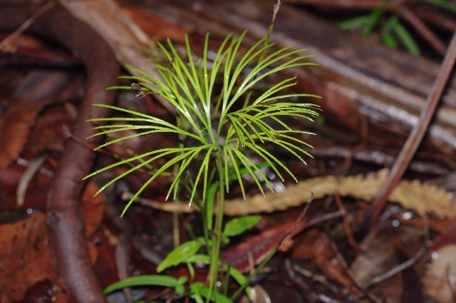 Schizaea