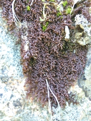 Jubula pennsylvanica