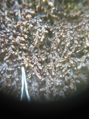 Jubula pennsylvanica